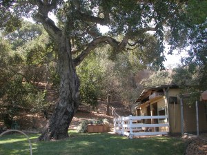 Breath Taking Oak Tree in the Backyard